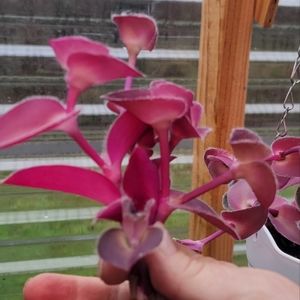 4-Pallida Purple Tradescantia cuttings. Wandering Dude. So pretty!!